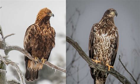steppe eagle vs golden eagle